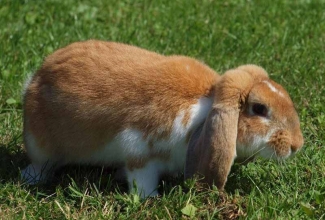 Küülikute värvused, värvus broken orange, foto EstFarm