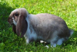 Küülikute värvused, Broken sable point, foto EstFarm
