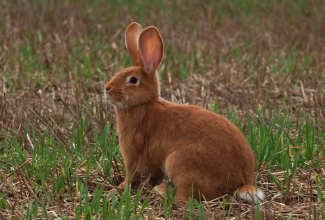 Kasvatatavad tõud, Burgundia küülik