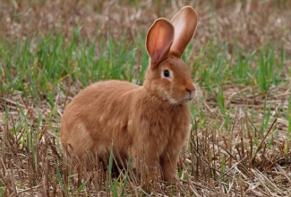 Kasvatatavad tõud, Burgundia küülik
