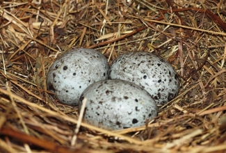 Kasvatatavad tõud, Cayuga pardimunad