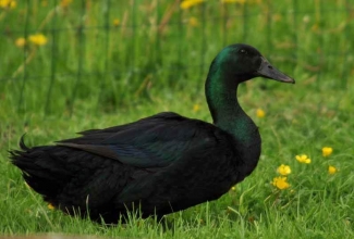 Kasvatatavad tõud, Cayuga part