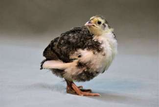 2 nädalane celadoni vutt, foto Estfarm