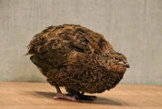 Celadoni vutt, foto Estfarm