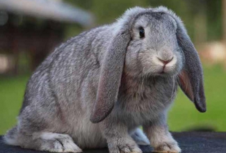 Küülikute värvused, värvus Chinchilla, foto EstFarm