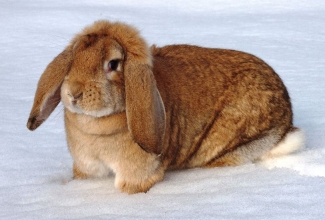 Küülikute värvused, värvus Chocolate chestnut, foto EstFarm