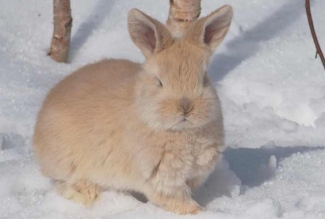 Küülikute värvused, värvus Cream / Kreemikas, foto EstFarm