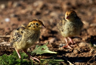 Eesti vutt, tibud, foto Estfarm