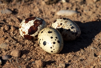 Eesti vutt, munad, foto Estfarm