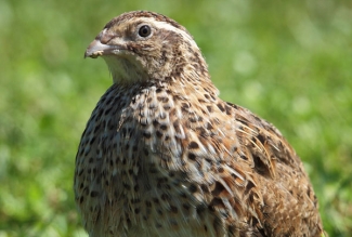Eesti vutt, kana, foto Estfarm