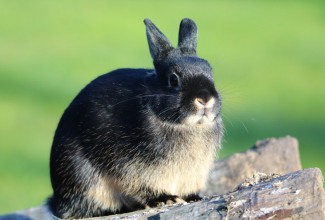 Hermeliin, foto Estfarm