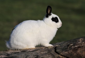 Hermeliin, foto Estfarm