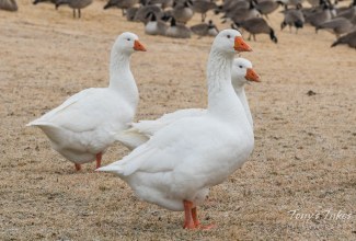 Emdeni haned, foto:  https://tonystakes.com/tag/emden-goose/