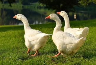 Emdeni haned, foto: https://alchetron.com/Emden-goose