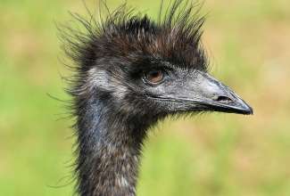 Emu, foto Estfarm