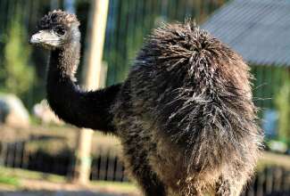 Emu 4 kuune noorlind, foto Estfarm