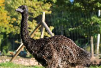 Emu 4 kuune noorlind, foto Estfarm