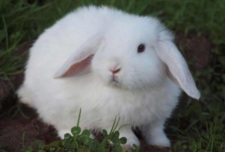 Küülikute värvused, värvus Ermine (Brown Eyed White), foto EstFarm