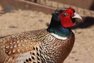 Jahifaasani kukk, foto Estfarm