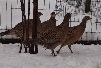 Jahifaasanid, foto Estfarm