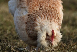 Faveroll kana, foto Estfarm