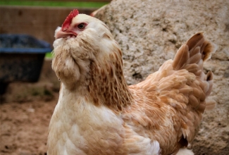 Faveroll, foto Estfarm