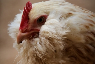 Faveroll, foto Estfarm