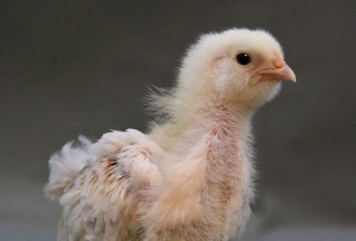 Faverolle (salmon) 20 päevane tibu, foto Estfarm