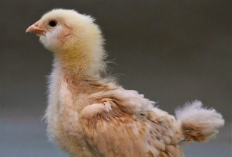 Faverolle (salmon) 20 päevane tibu, foto Estfarm