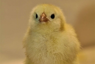 Faverolle 5 päevane tibu, värvus salmon, foto Estfarm