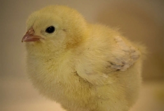 Faverolle 5 päevane tibu, värvus salmon, foto Estfarm