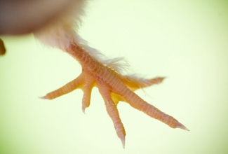 Kasvatatavad kanatõud, Faveroll kanatõu viis varvast, foto Leslie out of the Loop