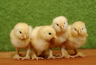 Kasvatatavad kanatõud, faveroll tibud, foto: newchickontheblog-carol