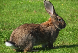 Flandria hiidküülik, foto EstFarm