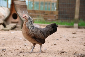 Fööniks, foto Estfarm