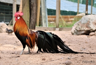 Fööniks, foto Estfarm