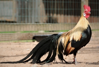 Fööniks, foto Estfarm