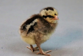 Fööniksi tibu, foto Estfarm