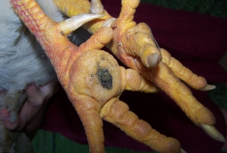 Lindude haavandiline pododermatiit