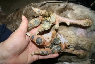 Lindude haavandiline pododermatiit