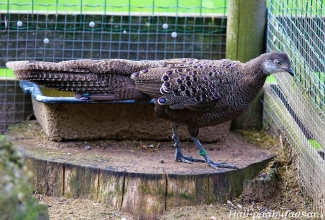Hall-paabufaasan, foto Estfarm