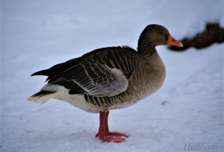 Hallhani, foto Estfarm