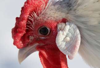 Hamburg, foto Estfarm