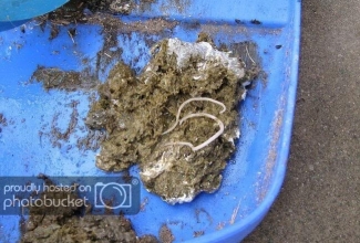 Heterakioos, foto: https://airfreshener.club/quotes/chickens-cecal-worms.html