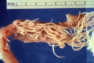 Heterakioos, foto: https://airfreshener.club/quotes/chickens-cecal-worms.html