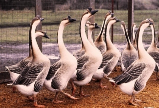 Hiina hani, foto: http://www.holderreadfarm.com/