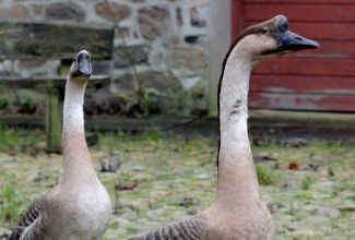 Hiina hani, foto: https://www.backyardchickens.com/