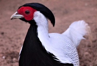 Hõbefaasani kukk, foto Estfarm