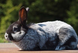 Küülikute müük, tõug Suur hele hõbeküülik