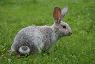 Küülikute müük, tõug Suur hele hõbeküülik